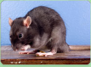 rat control Norwich