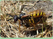 wasp control Norwich